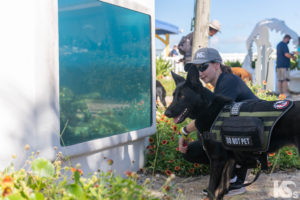 Atlas in training at Marineland.